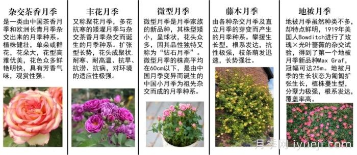 月季科普：月季名称、月季分类和花型香气(图2)