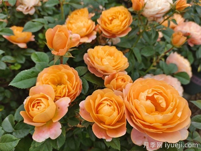 月季科普：月季名称、月季分类和花型香气(图5)