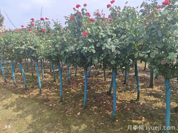 绿化苗木种植规范(图1)