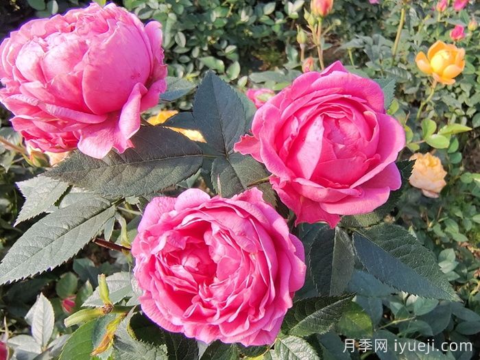 7个泡泡月季汇集，美丽的多头玫瑰(图2)