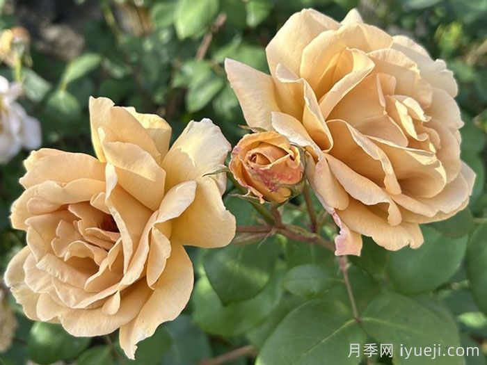 黄油硬糖月季/奶油硬糖Butterscotch(图3)