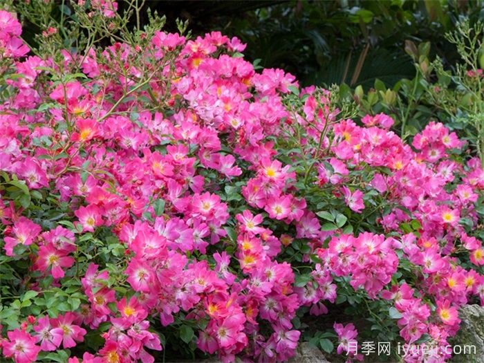 粉色漂流月季Pink Drift(图2)