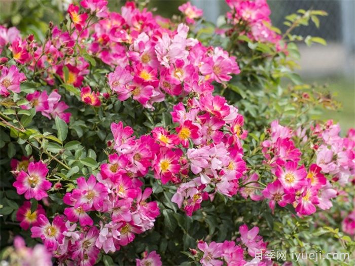 粉色漂流月季Pink Drift(图3)
