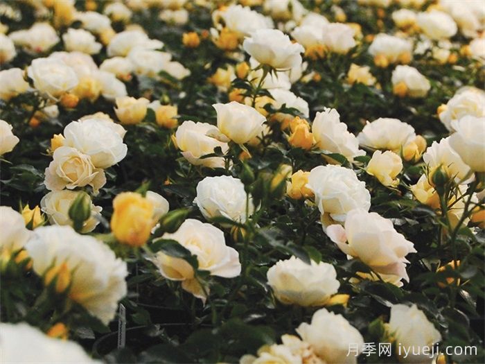 爆米花漂流月季Popcorn Drift(图2)