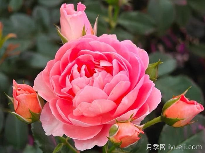 芳香王阳台月季/香香公主/蜜桃果汁Fragrance King Terrazza(图3)