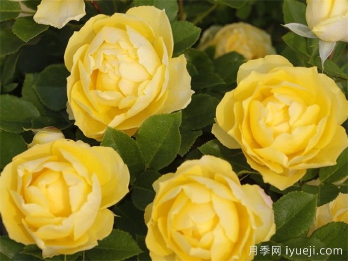 金丝雀月季的优缺点(图1)