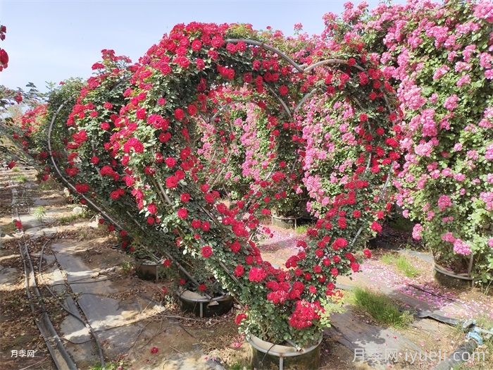 南阳月季玉兰花卉苗木产业发展状况调查(图5)