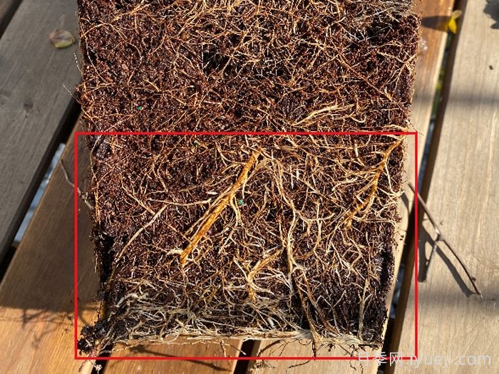 月季旺长要翻盆，小盆换大盆，选对时间有你花好看的！(图5)