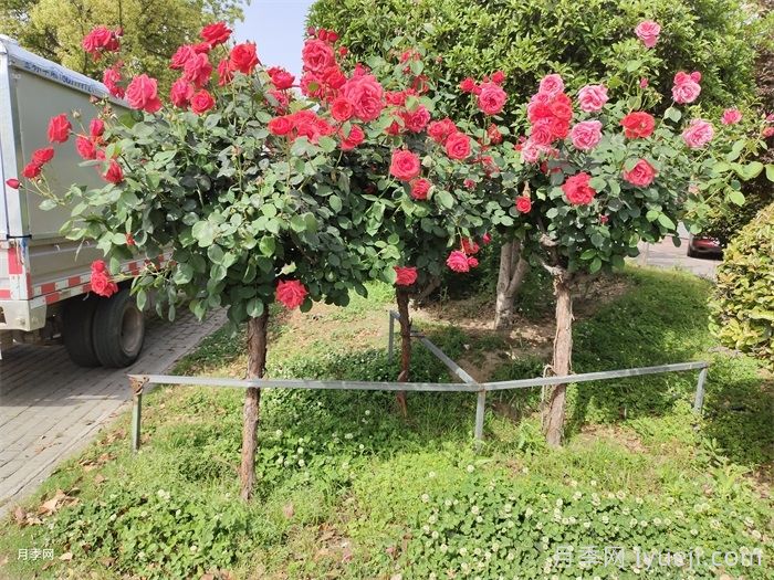 住宅物业园林绿化养护标准、规范、月历和管理细则(图2)