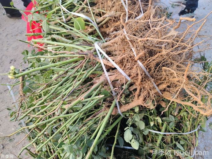 月季裸根苗(图4)