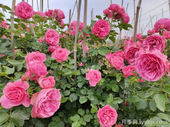 藤本月季粉色达芬奇的优缺点是什么？(图2)