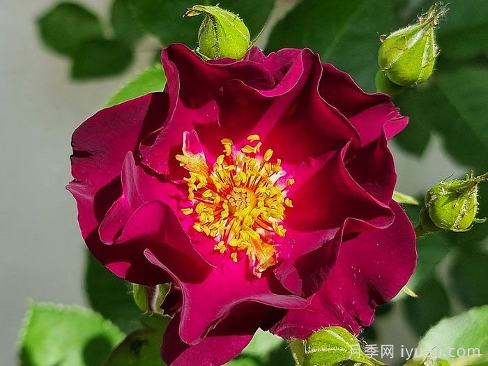 66号公路月季Route66(图1)