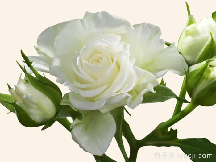 阿尔巴阳台月季Alba Terrazza(图1)