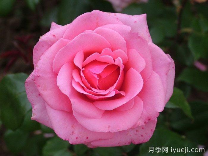 阿尔伯特亲王月季Prince Albert(图2)