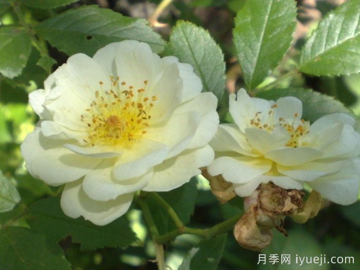 阿格莱亚月季/阿格拉AglaIa(图1)