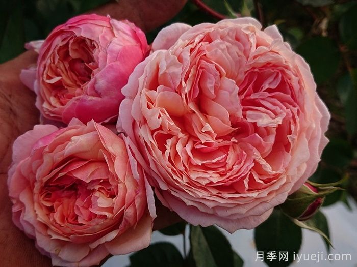 阿卡纳月季/神秘/阿尔卡纳Arcana(图2)