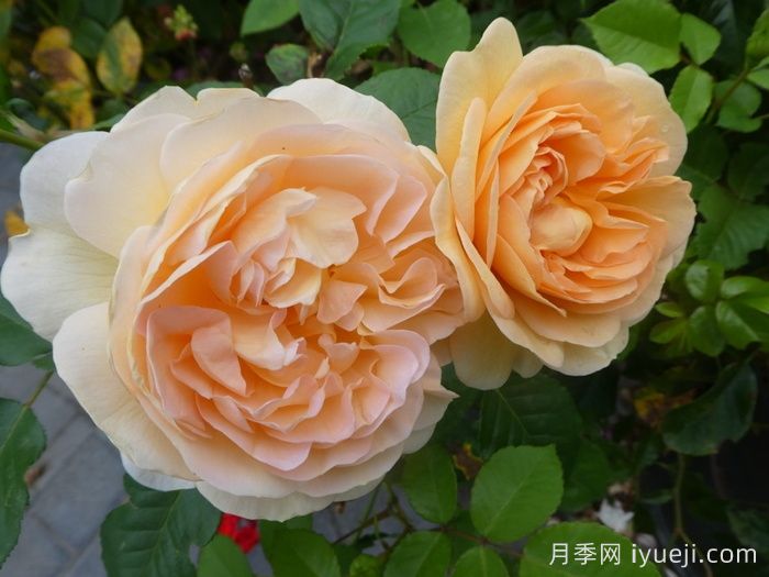 阿梅丽诺冬月季/爱蜜莉诺冬Amelie Nothomb(图2)