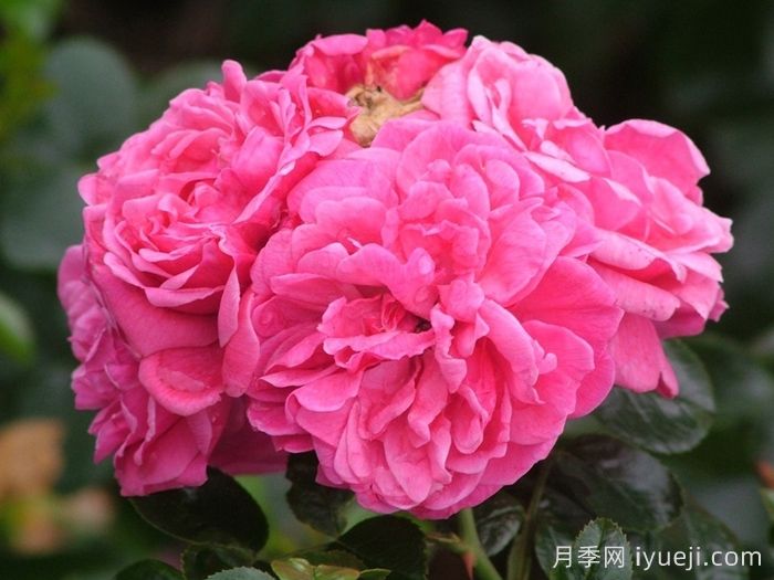 阿利亚月季/阿莱亚Alea(图1)