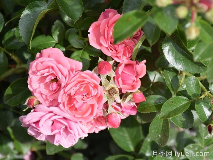 阿利亚月季/阿莱亚Alea(图2)