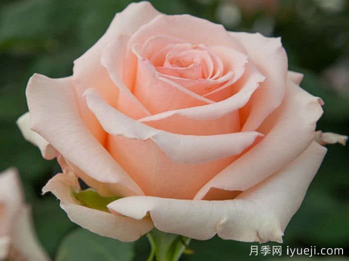 阿丽娜香水月季/安丽娜香水Alina Perfumella(图2)