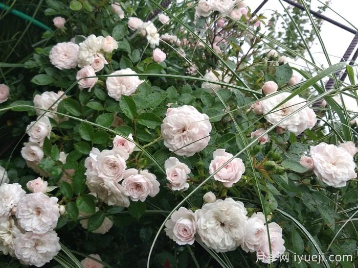 阿丽娜月季Alina(图2)