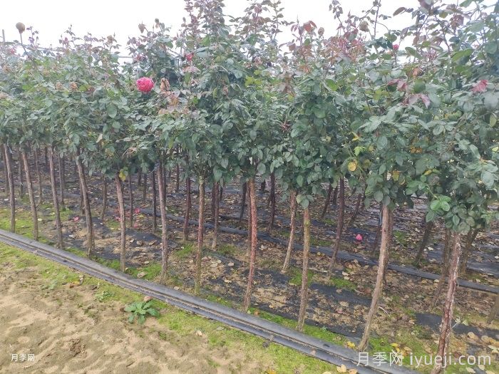 月季冬剪有统一时间吗？各地不同别乱剪(图1)