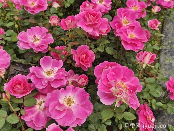 月季的文明文化，它有怎样的来历？(图1)