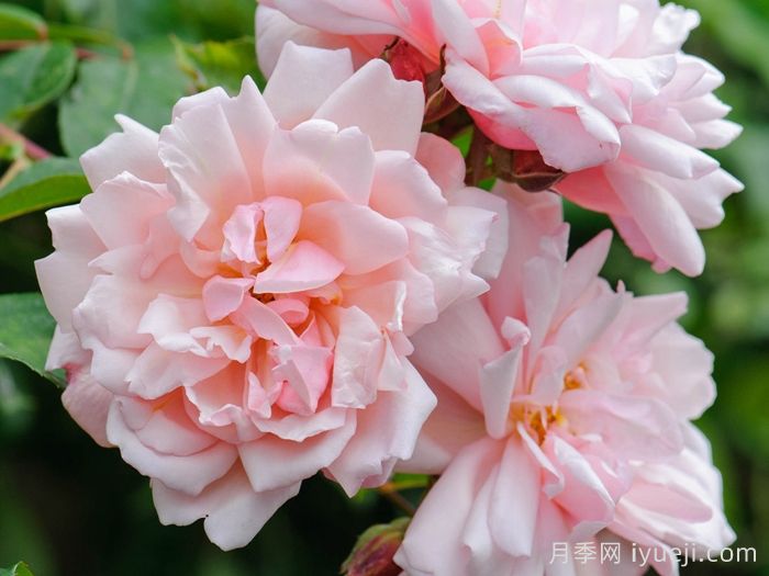 推荐20款大型藤本月季，稀有品种，好养抗病(图3)