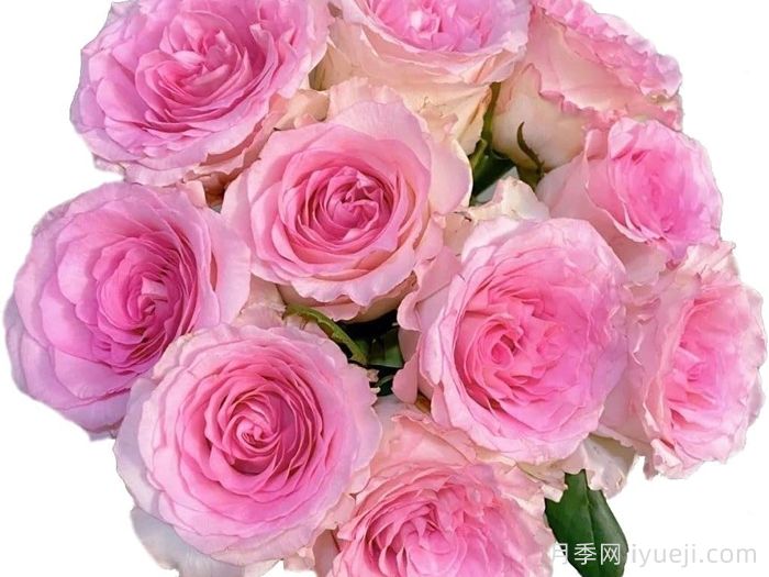 洛神月季，耐寒耐旱花香浓郁而持久的花卉(图1)