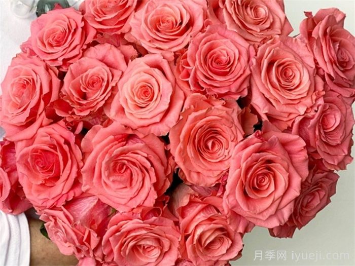 阿姆斯特丹月季Amsterdam(图2)