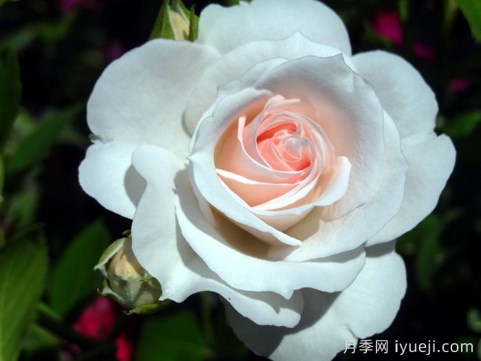 阿司匹林月季Aspirin(图1)