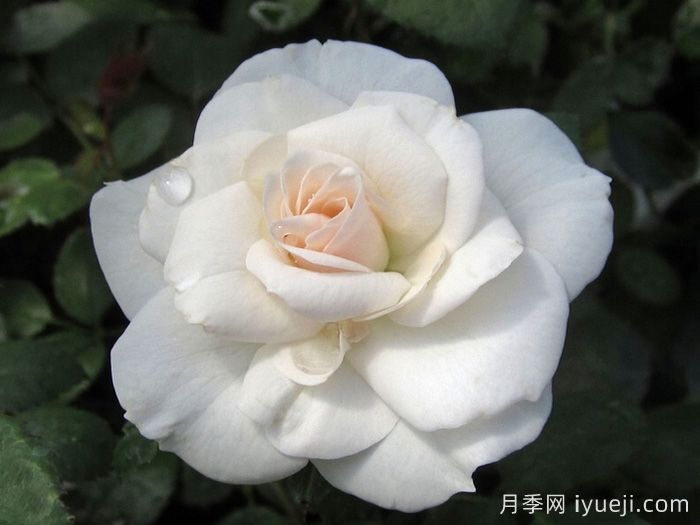 阿司匹林月季Aspirin(图2)