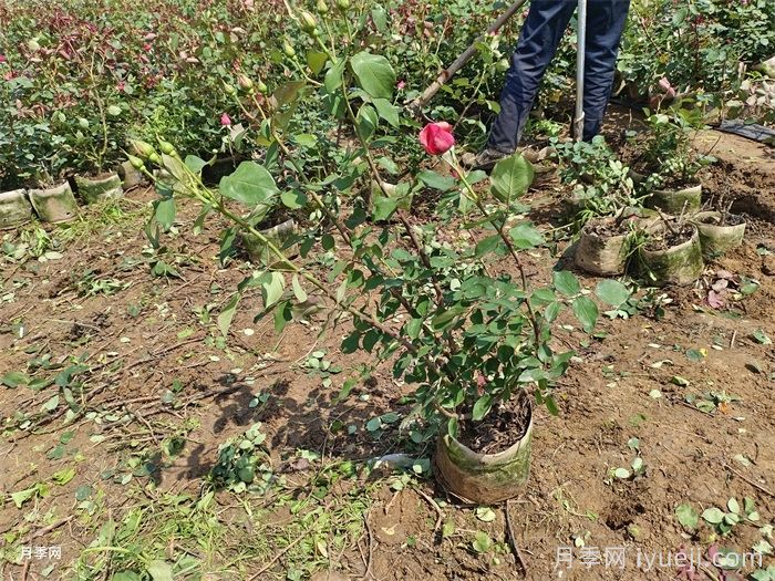 大花月季盆栽苗(图4)