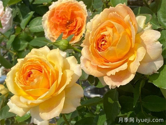 推荐12款黄橙色月季品种(图4)