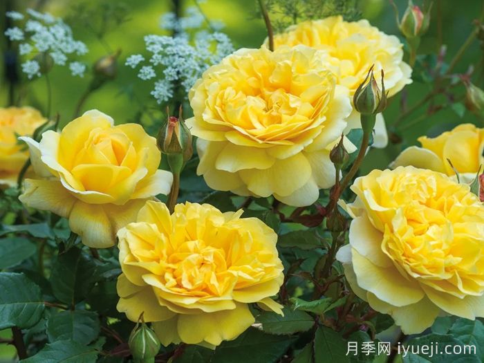 推荐12款黄橙色月季品种(图6)