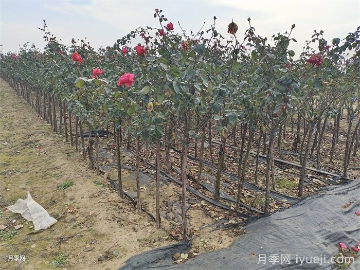 冬季是绿化养护作业的淡季？不可放松(图1)