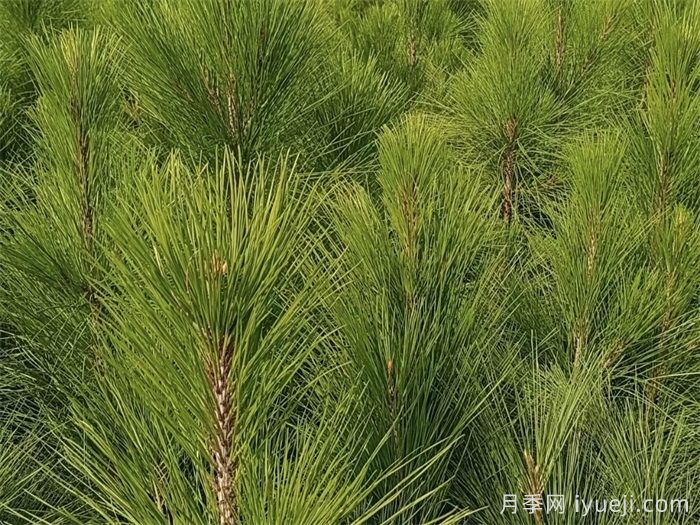 湿地松的特点和园林用途(图1)