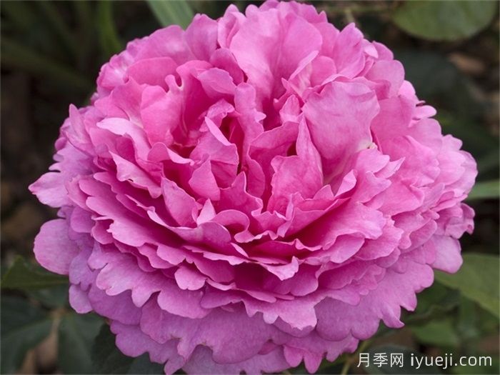 伊芙伯爵月季/皮亚格特Yves Piaget(图3)