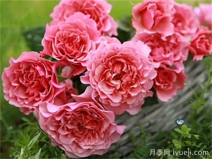 星斗月季/惑星月季LEtoile(图1)