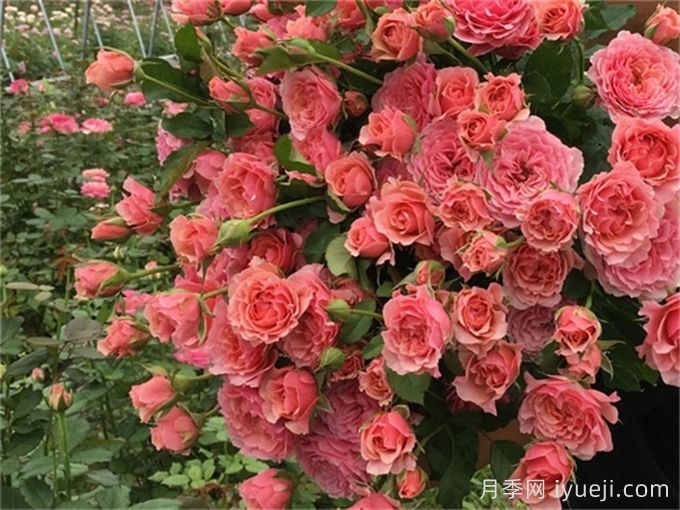 星斗月季/惑星月季LEtoile(图2)