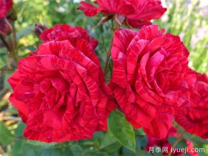 红色直觉月季Red Intuition(图4)