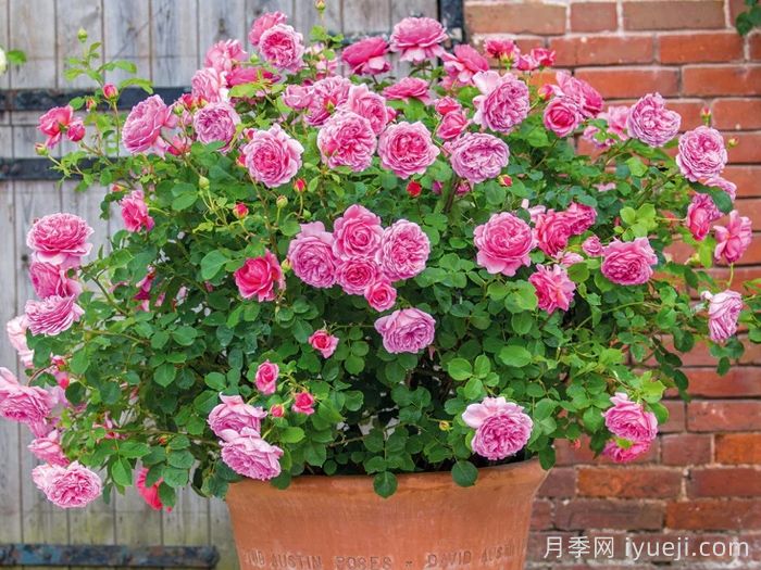 肯特公主月季/亚历山德拉公主月季Princess Alexandra of Kent(图4)