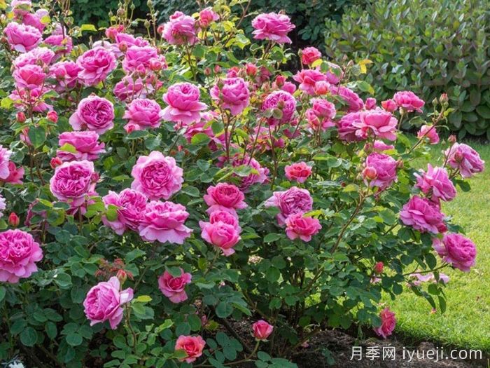 肯特公主月季/亚历山德拉公主月季Princess Alexandra of Kent(图5)