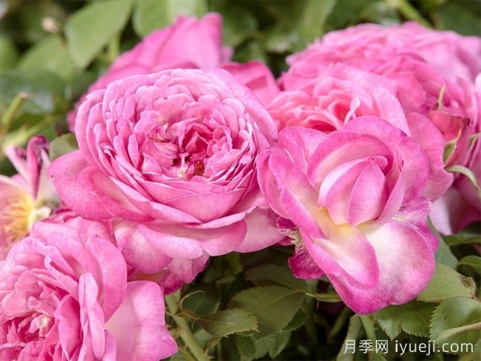 贝利西莫妈妈月季Bellissimo Mum(图2)