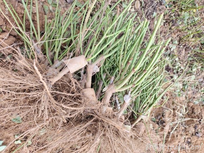 月季裸根苗，轻松装盆养活有妙招(图1)