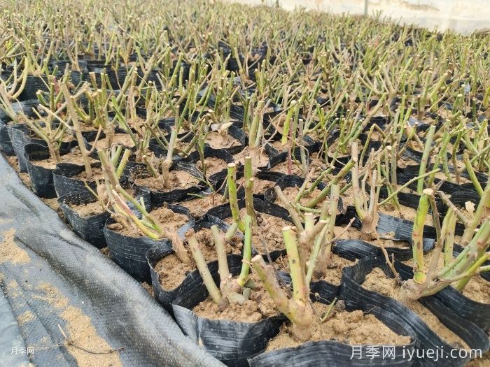 月季裸根苗，轻松装盆养活有妙招(图3)