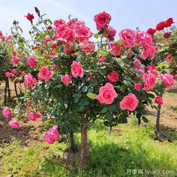 种植大花树状月季为什么要剪掉盲枝？(图1)