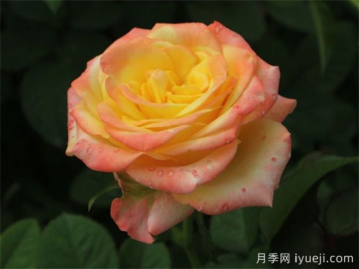 佛罗里达月季Florida(图1)