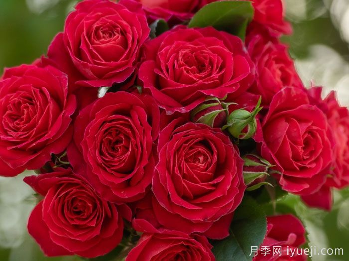 绛桃春月季(图2)