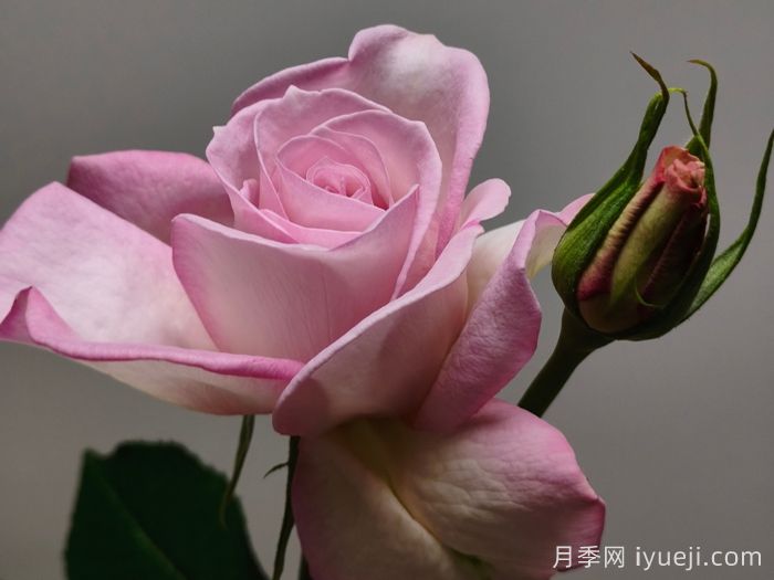 宝华月季/二舅刘宝华(图1)